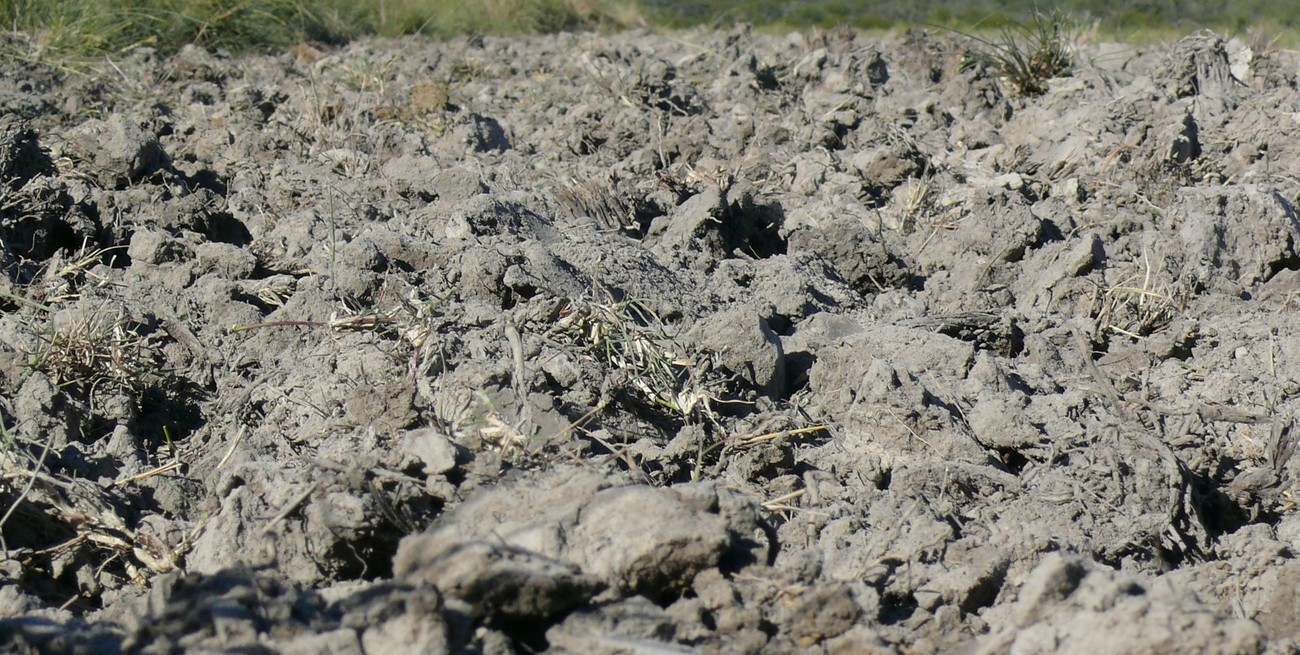 Compactación del suelo: el enemigo silencioso