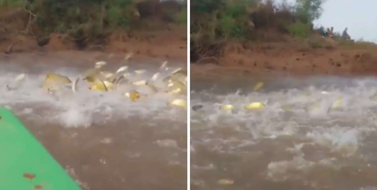 Video: increíble "lluvia" de dorados en el Río Paraná de Santa Fe