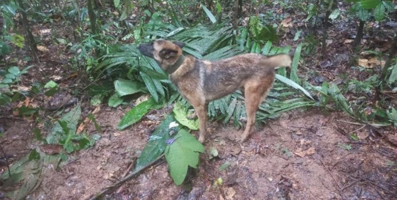 Conmoción por la desaparición de Wilson, el perro clave en el rescate de los niños en la selva de Colombia