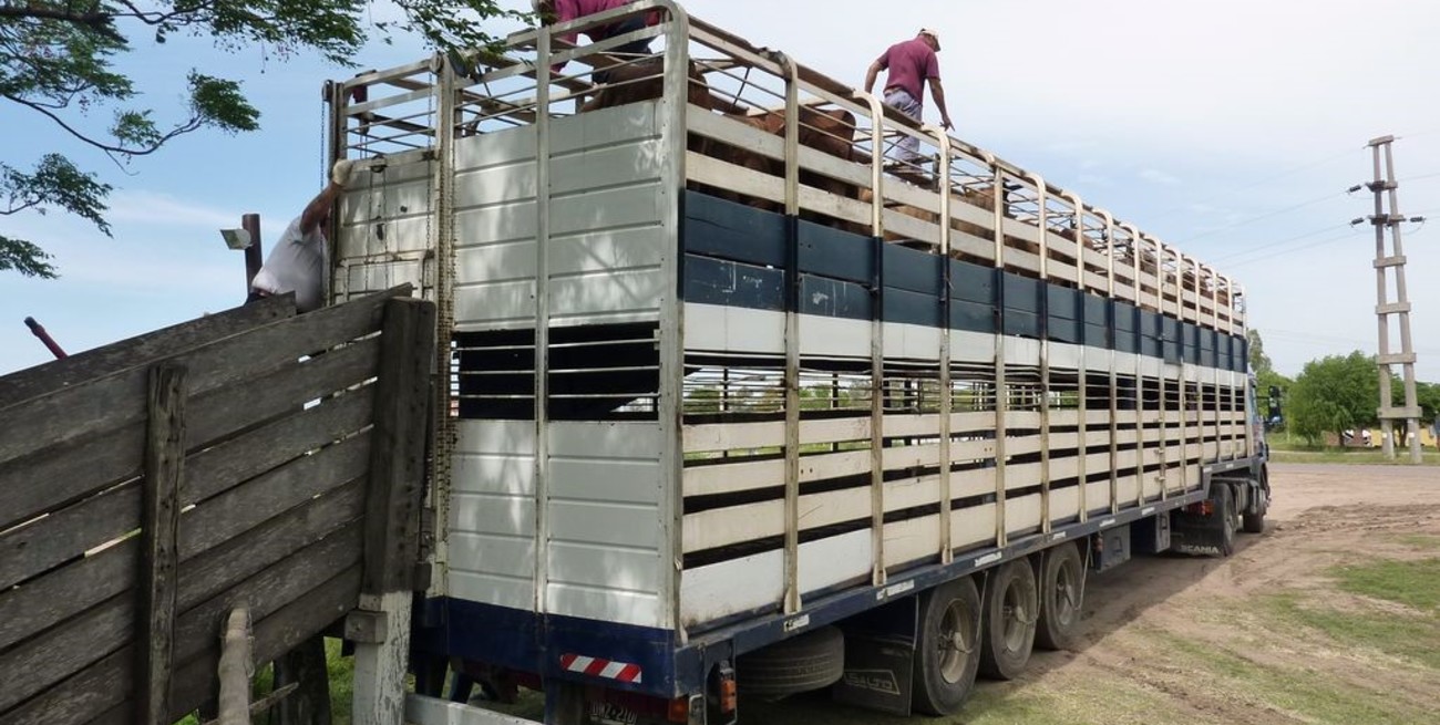 Ganaderos disgustados: consideran que Senasa los quiere usar para fiscalizar jaulas