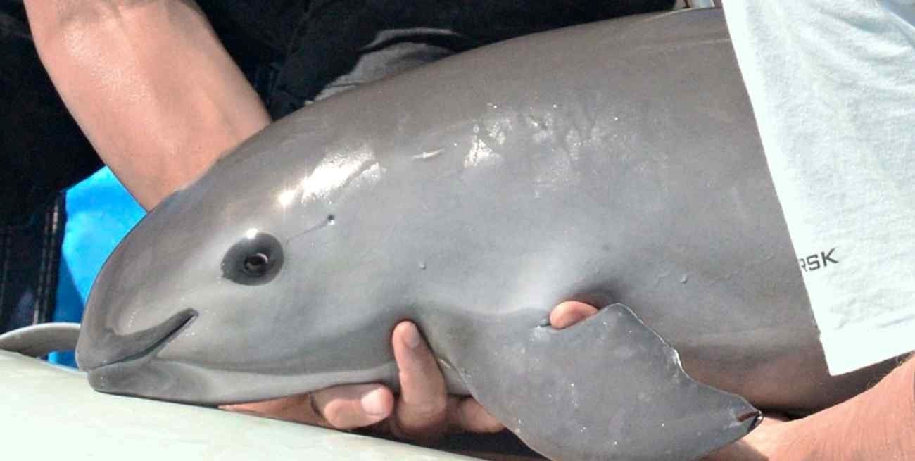 Qué es una vaquita marina y porqué está en peligro de extinción 