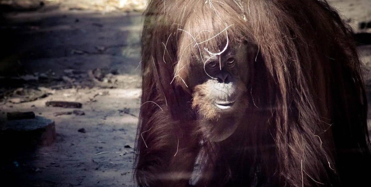 En Santa Fe se escucharán aportes actuales sobre derechos de los animales