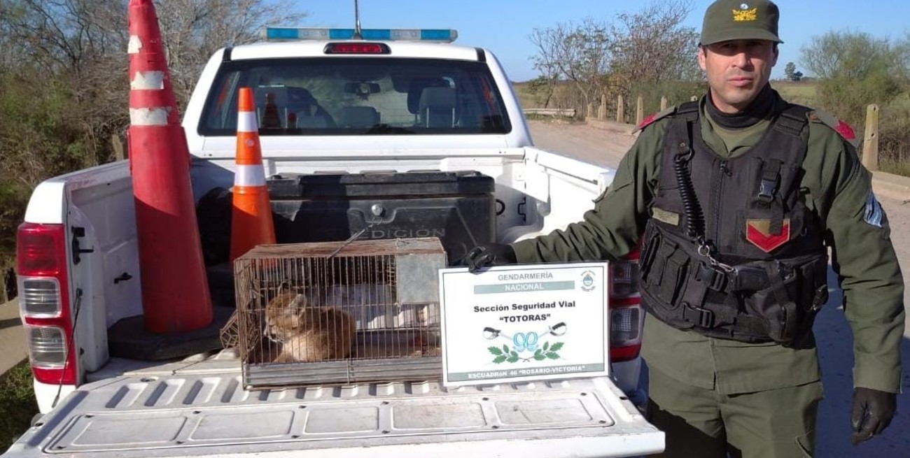 Rescataron un cachorro de puma y lo mandaron a la Granja La Esmeralda