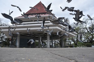 Libres. Aleteando y volando hacia aquí y hacia allá, las palomas son el gran atractivo de un lugar neurálgico en la historia de la ciudad. Crédito: Mauricio Garín