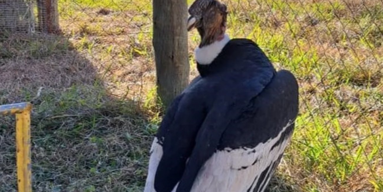 Trasladaron a un cóndor andino rescatado en Jujuy a un centro de rehabilitación de Buenos Aires