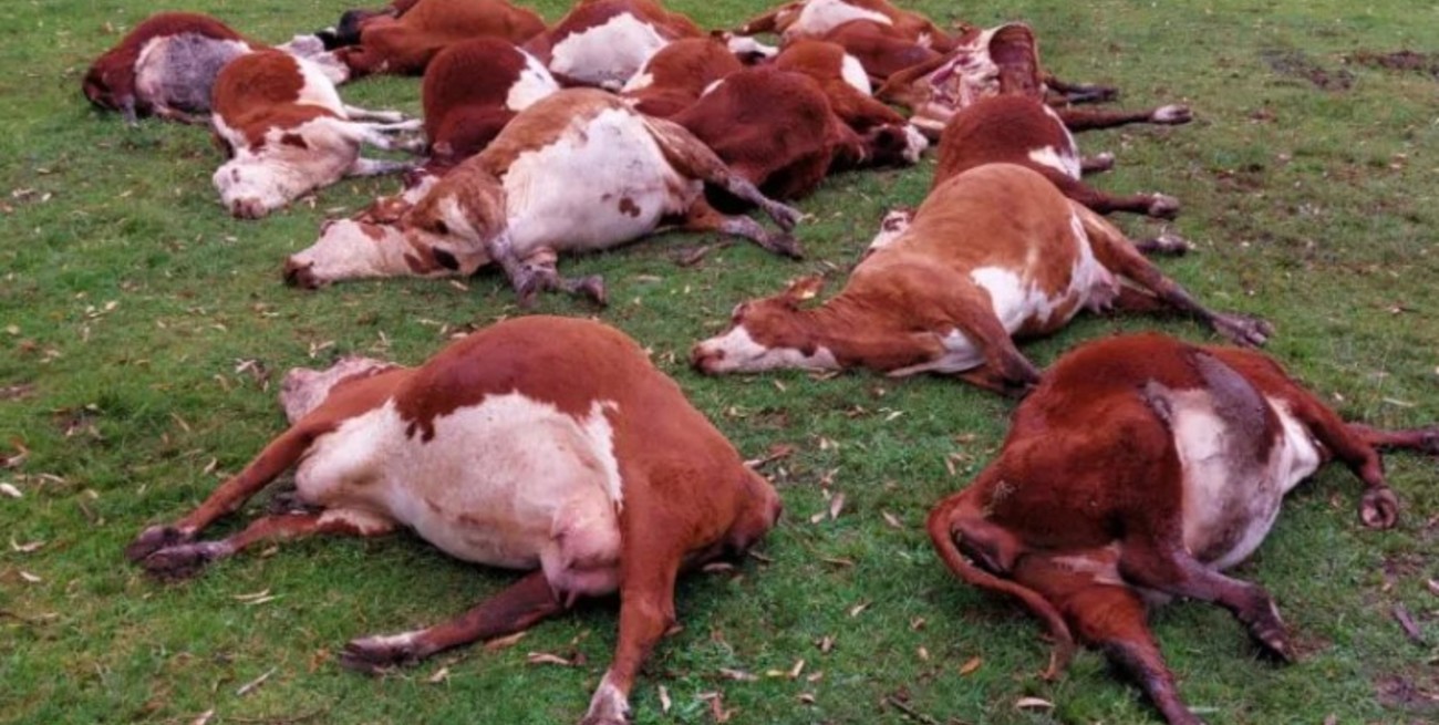 Video: investigan la muerte de 240 vaquillonas en una hacienda correntina