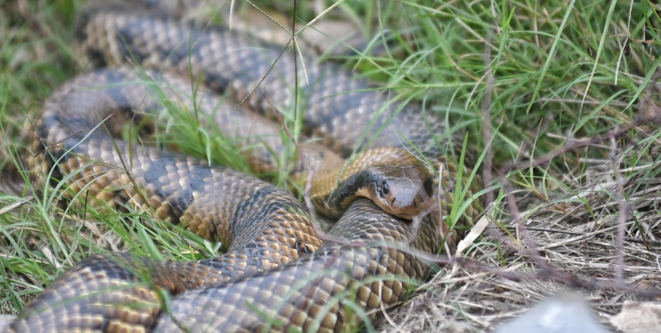 "Están en su hábitat natural": qué hacer si vemos víboras en la costa santafesina