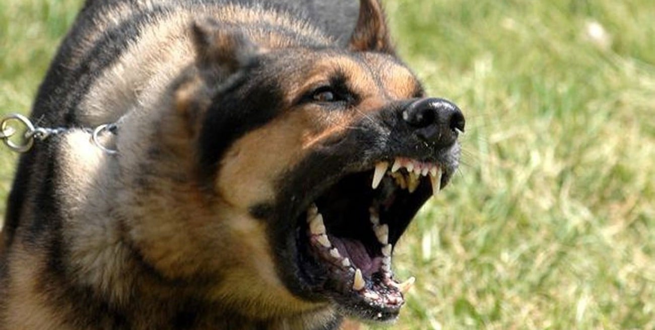 
Una niña de 5 años fue mordida por un perro en el rostro en Altos del Valle