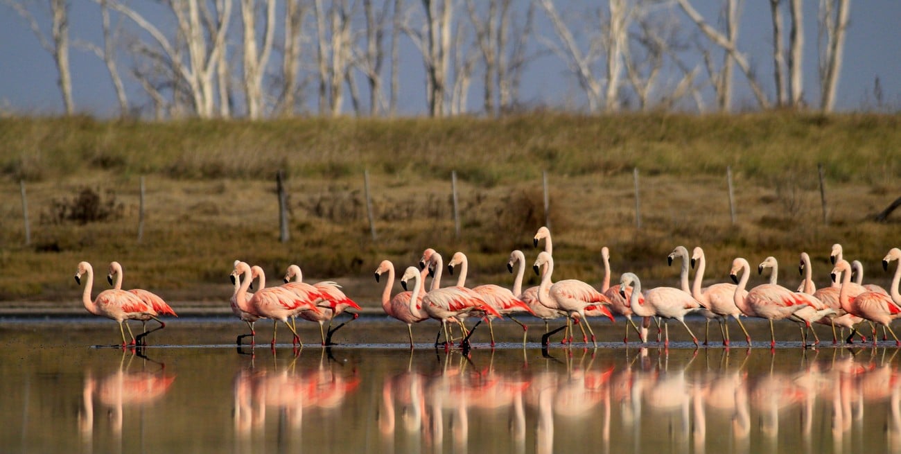 Como cada invierno, los flamencos vuelven a teñir de rosa las aguas del sur-sur santafesino