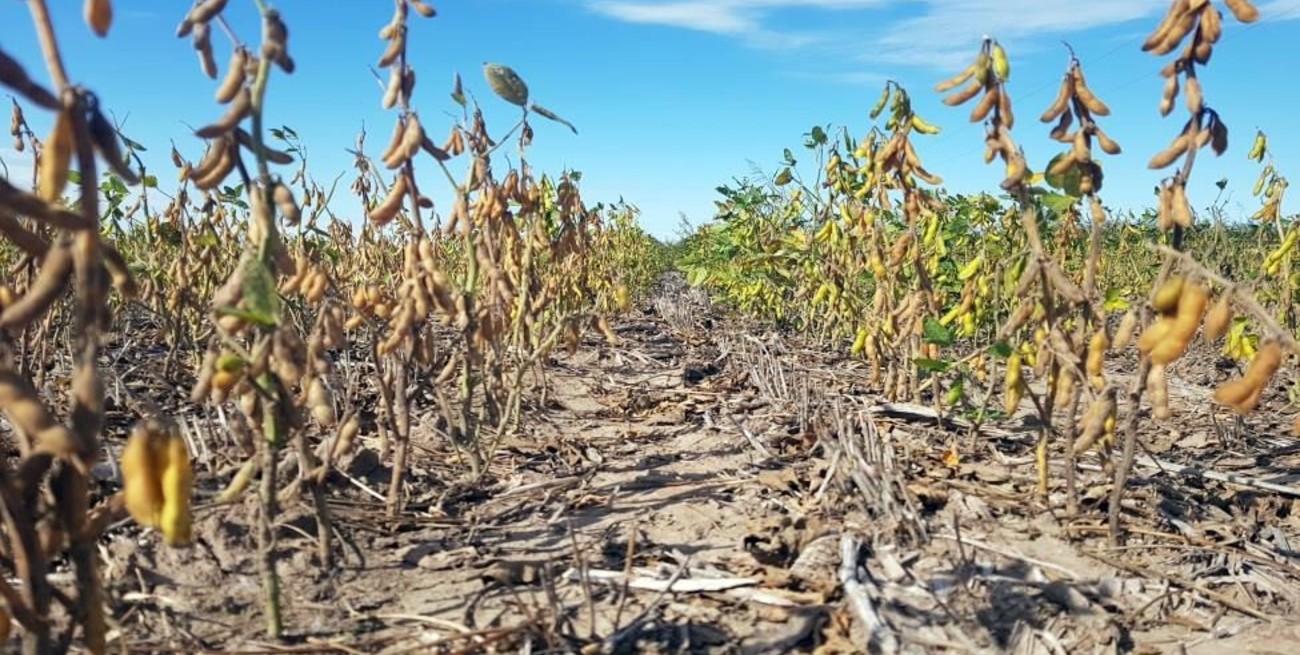 Pésima campaña de soja de segunda en el centro norte santafesino