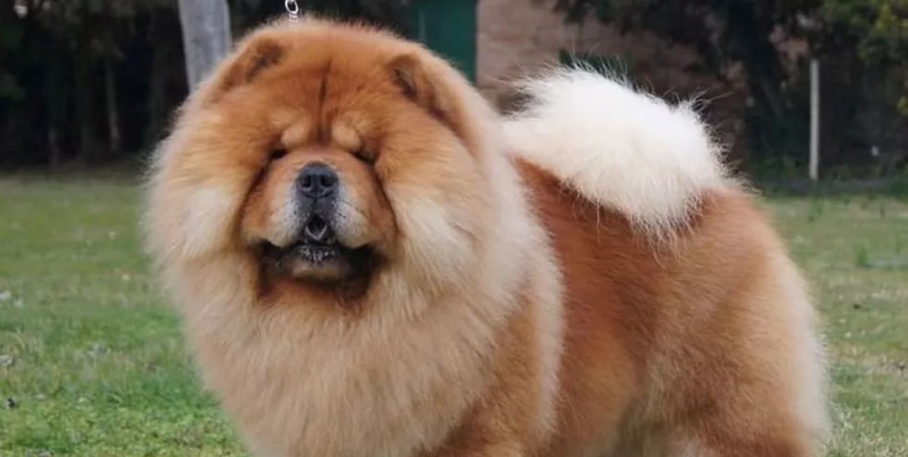 Una mujer fue atacada por el perro de su cuñada