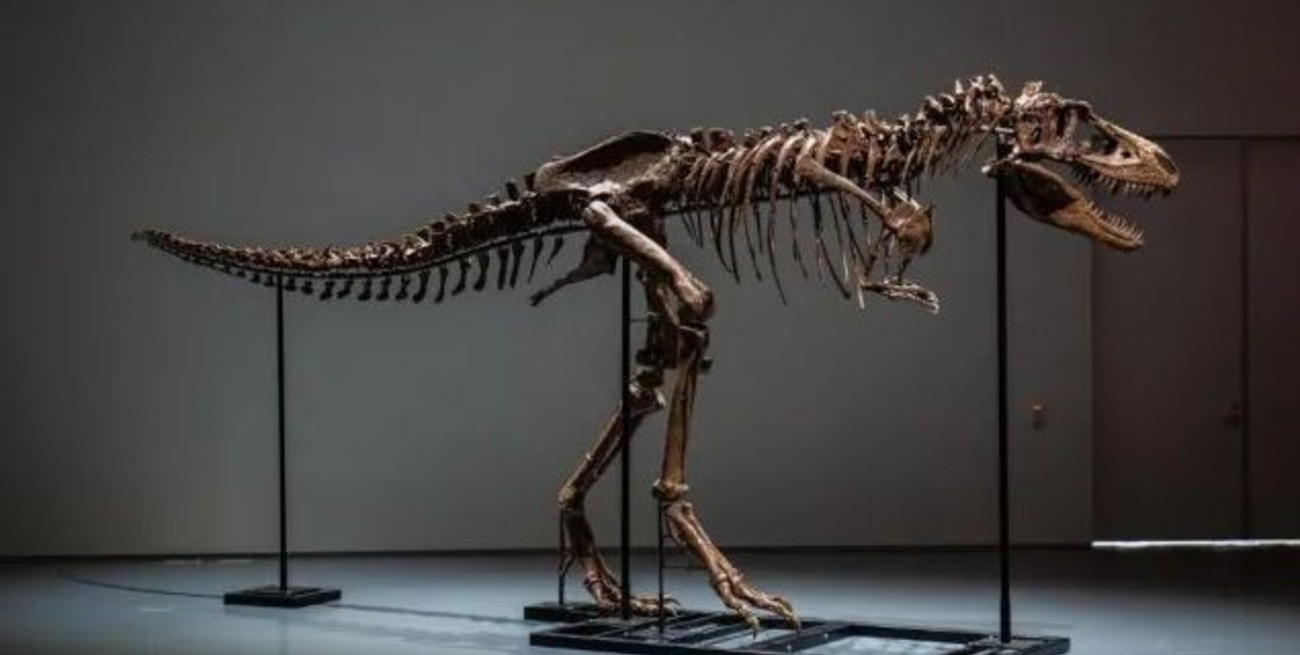 Subastarán dos esqueletos de dinosaurios en Estados Unidos