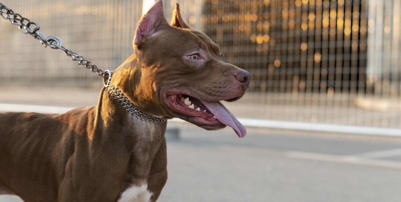 Otro niño fue mordido por un pitbull: es el segundo caso en menos de 24 horas