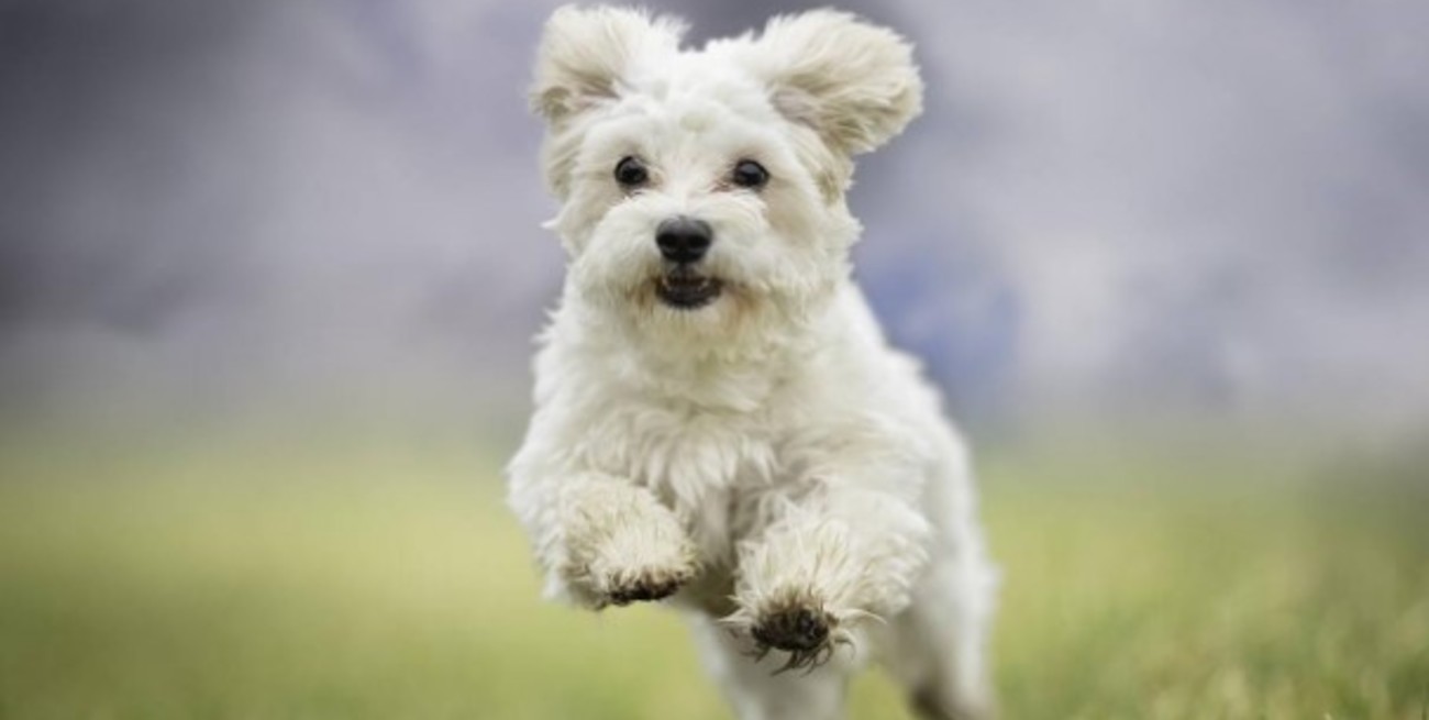 21 de julio, Día Mundial del Perro