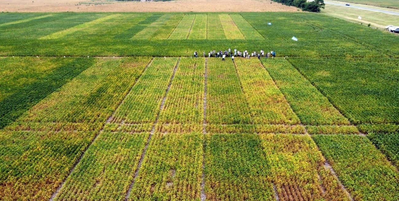 La Afip agiliza la importación de soja para la agroindustria