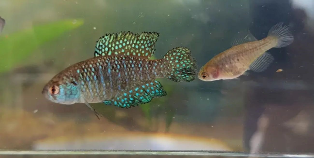 Descubren una nueva especie de pez en una Reserva Natural de Misiones