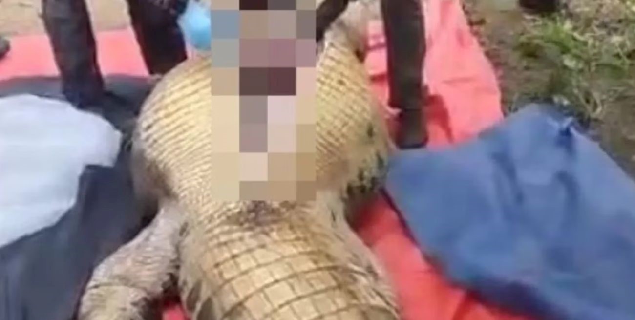 En Malasia matan a un cocodrilo para sacar a un hombre que se tragó