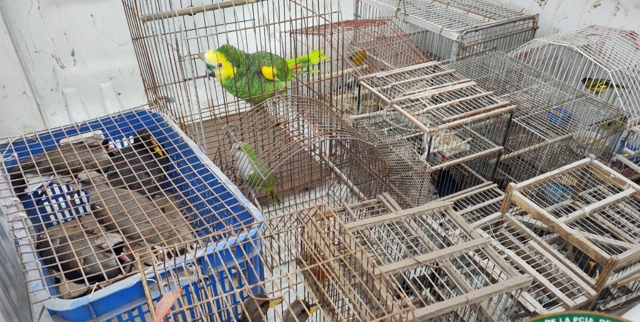 Secuestraron 25 aves silvestres y más de 700 especies ictícolas