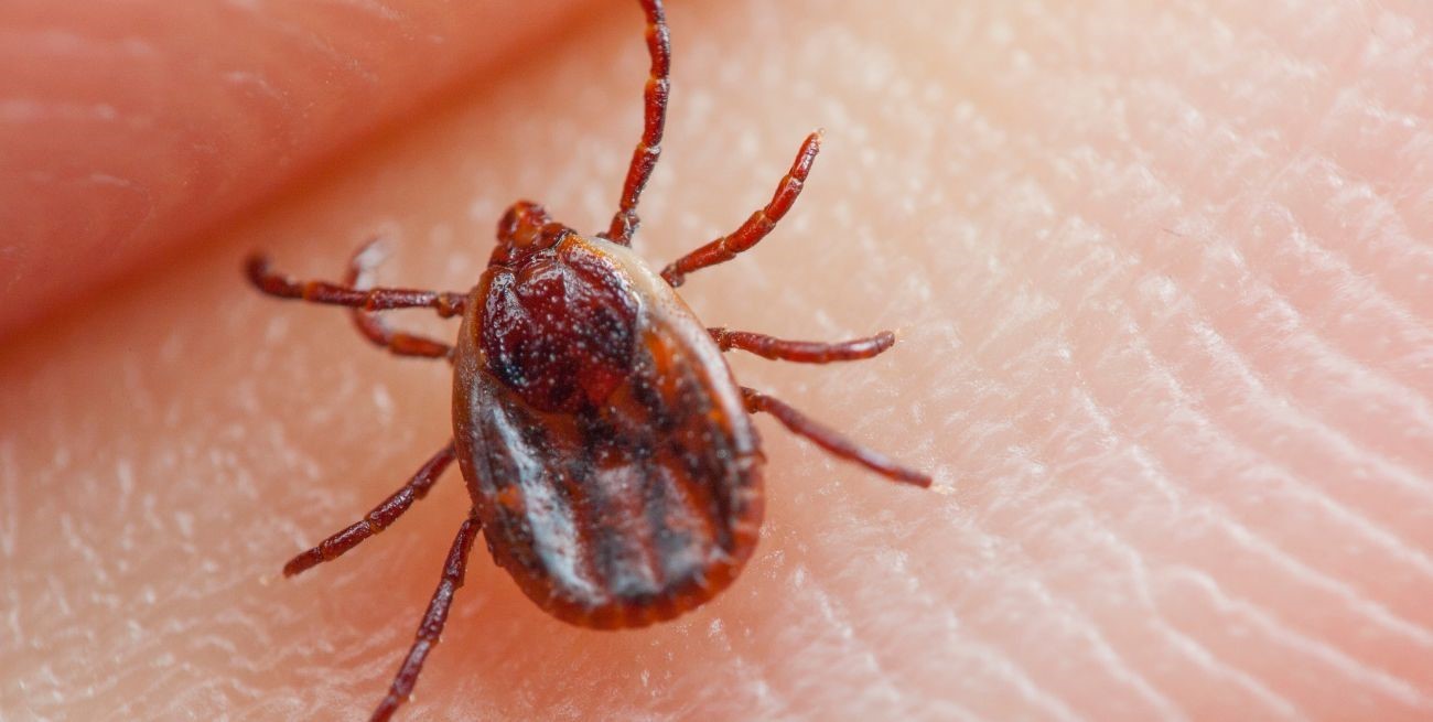 Alergia a la carne, asociada a las garrapatas y  potencialmente mortal