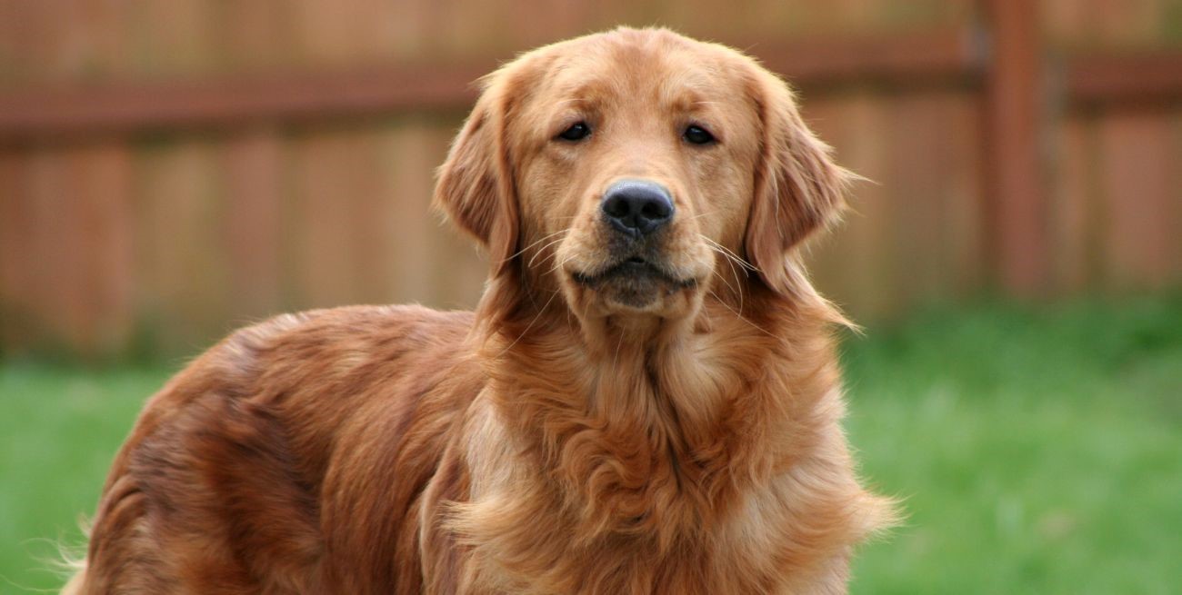 Un Golden Retriever le arrancó la nariz y deberán pagarle más de $ 3 millones