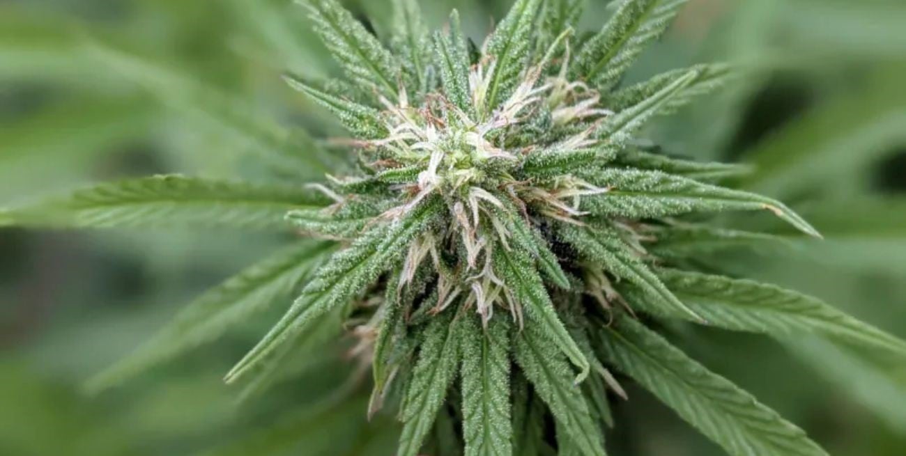 "Aromito": la primera semilla santafesina de cannabis medicinal