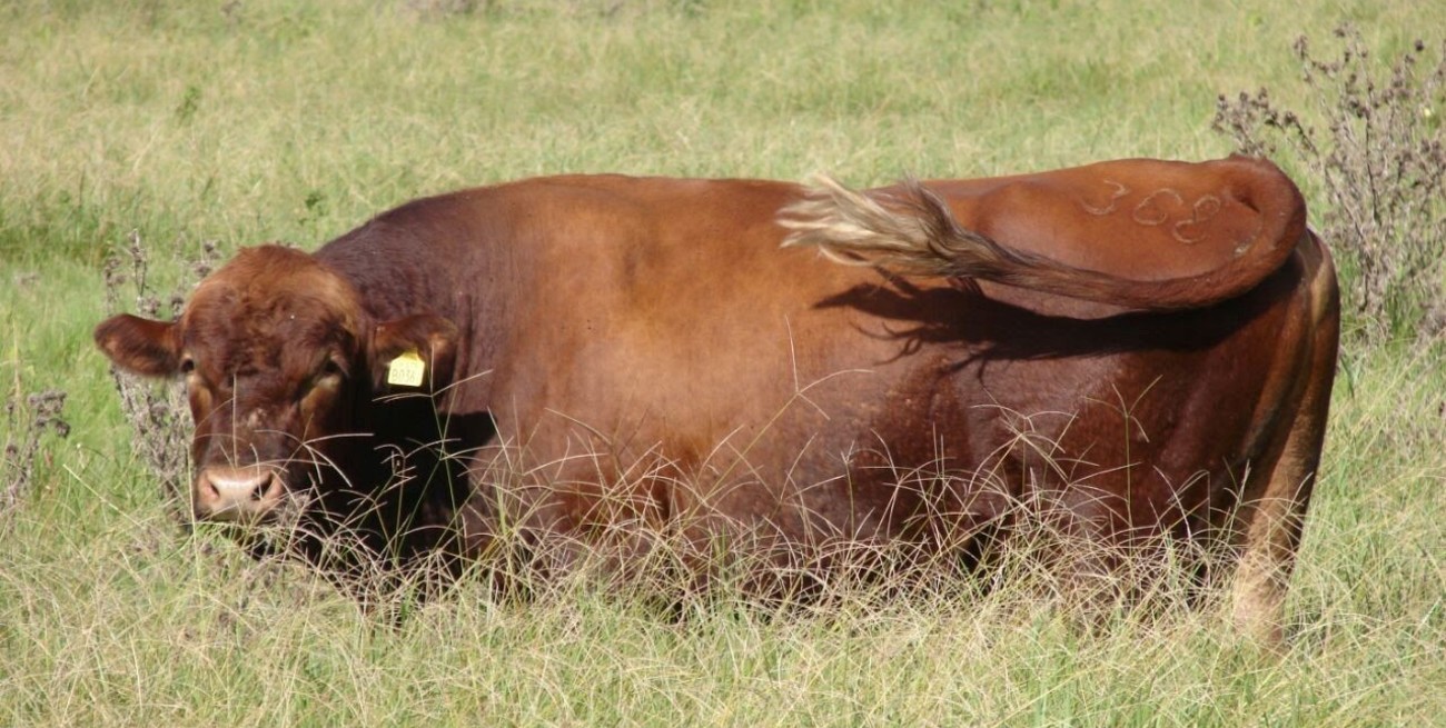 La Criolla: dos imputados por ingresar a un campo y faenar un animal