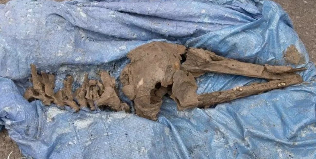 Escocia: descubrió fósiles prehistóricos mientras instalaba una pileta 