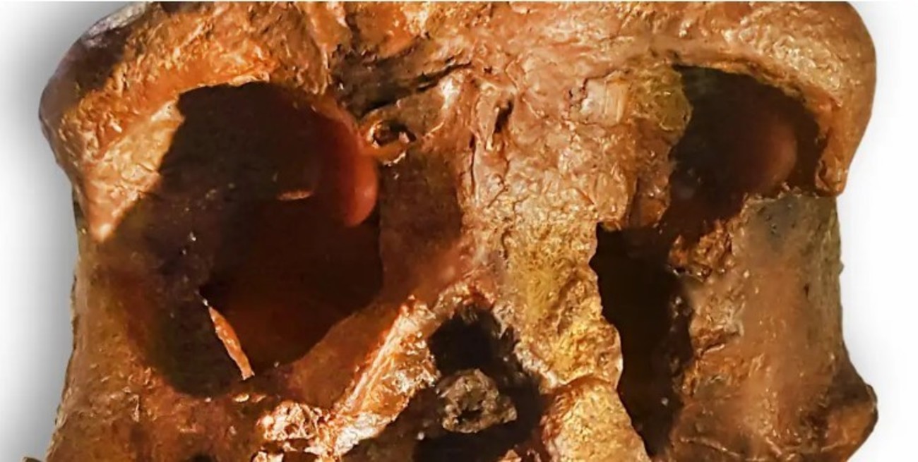 "Linaje humano desconocido": el fósil hallado en China que añade otra rama al árbol genealógico