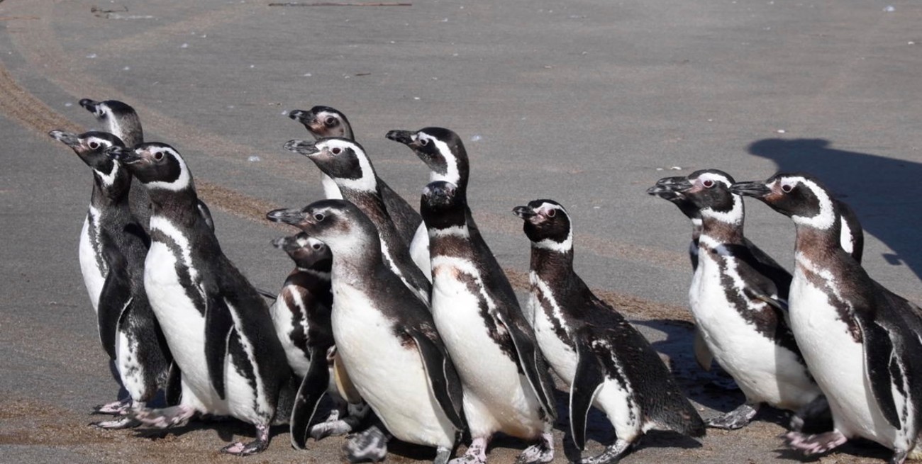 Rehabilitación exitosa: 15 pingüinos regresan al mar tras ser rescatados 