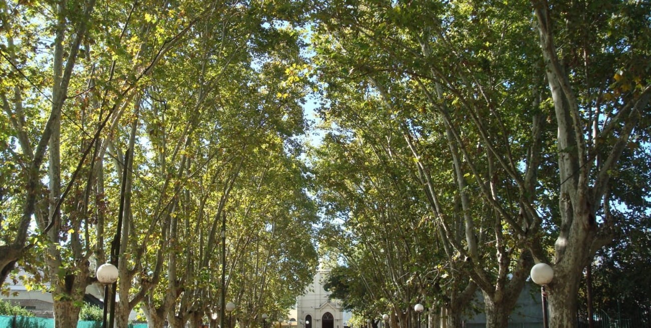 Santa Fe Capacita: dictarán un curso de poda de árboles en Recreo