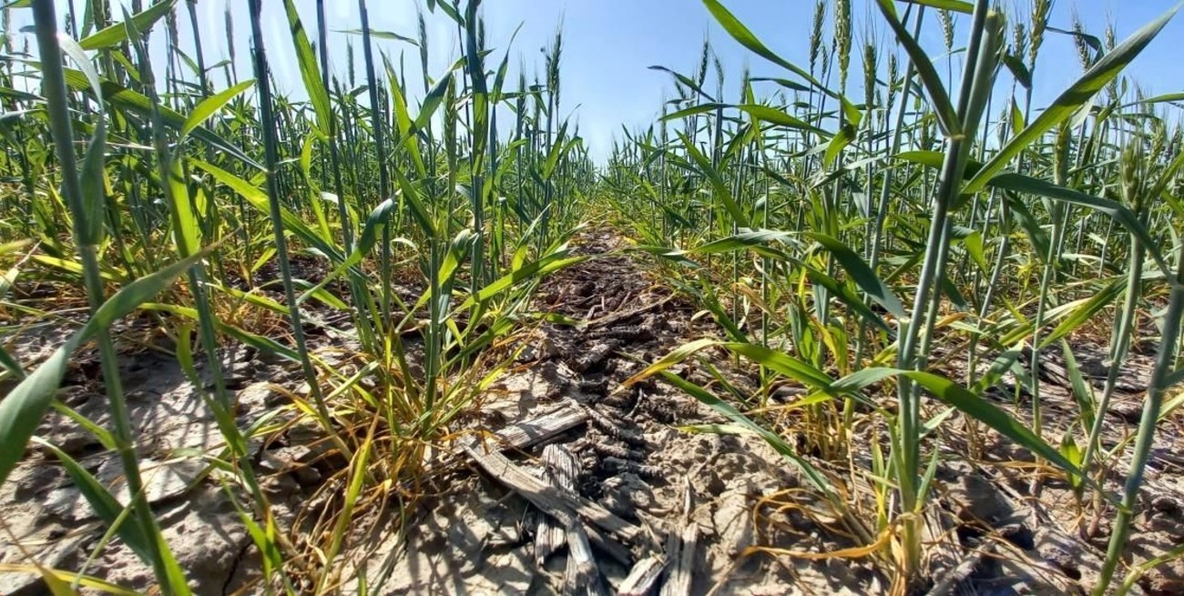 El Trigo en el centro santafesino está peor que el año pasado