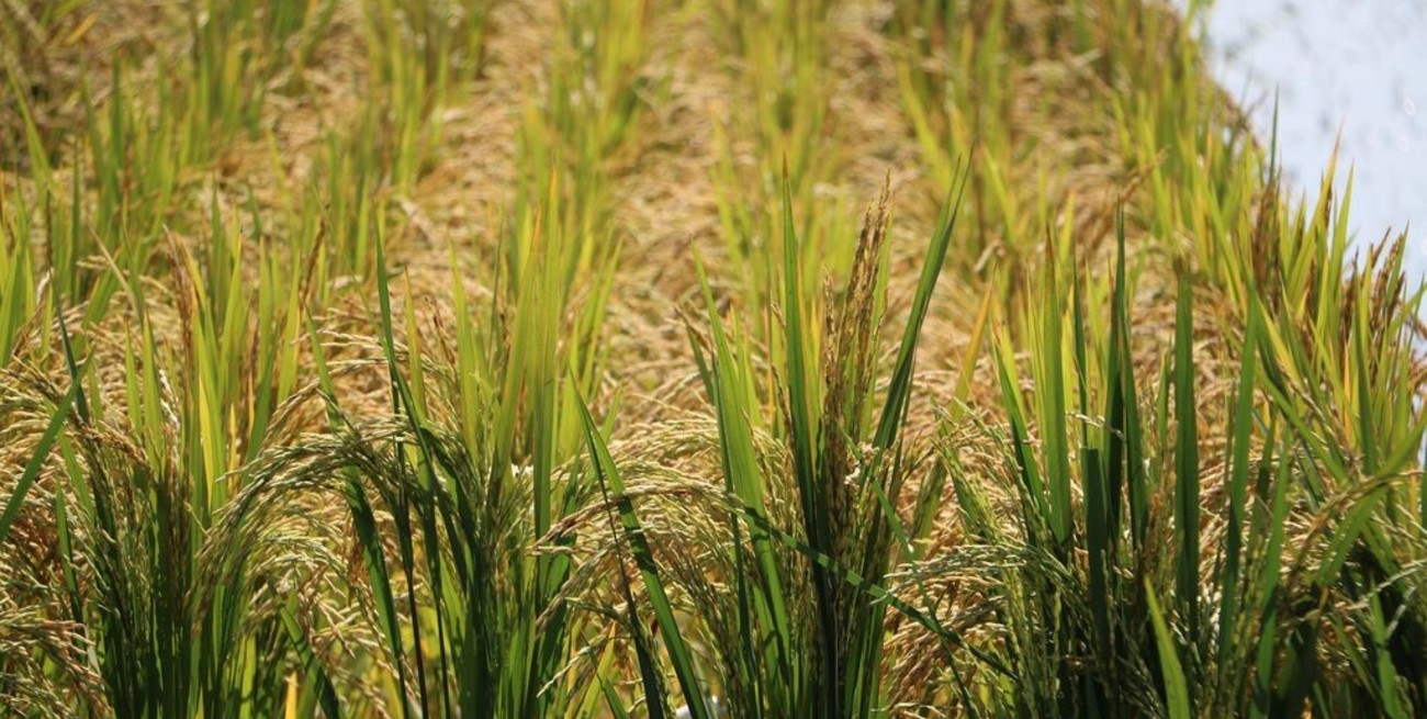 Mejoraron los rindes pero cayó la producción de arroz en Santa Fe