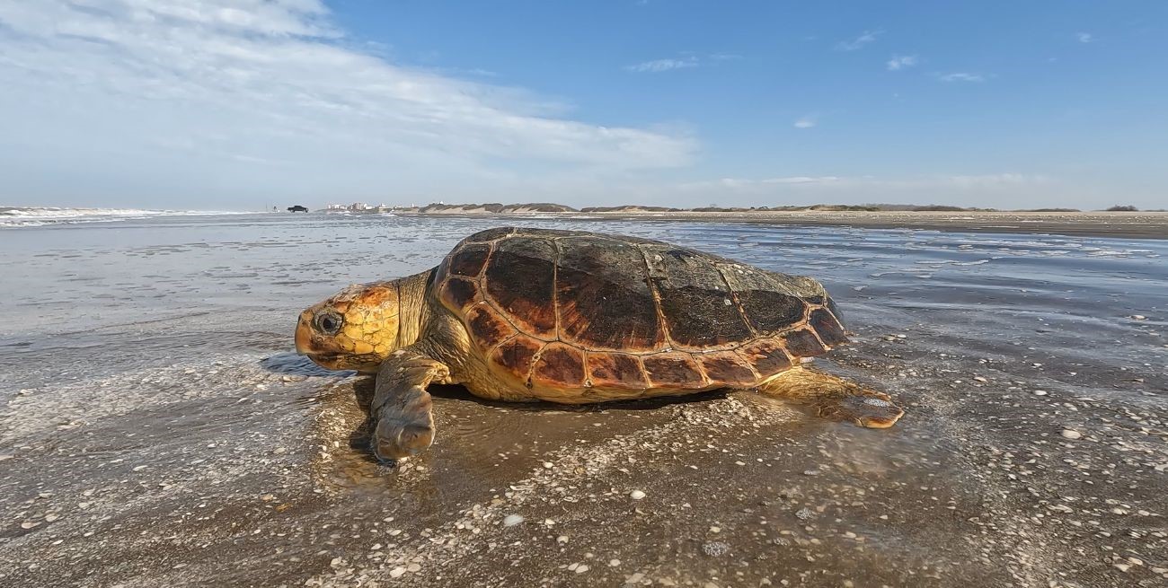 Una tortuga cabezona de 50 kilos fue rescatada y devuelta al mar tras quedar atrapada