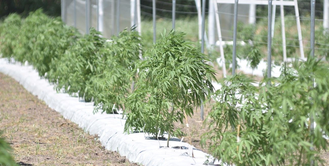 Avanza la investigación para que Santa Fe produzca su propio cannabis medicinal