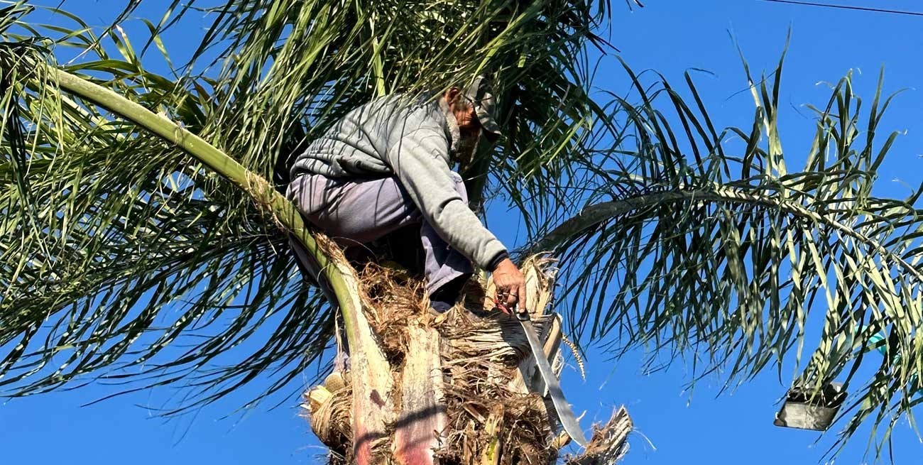 La vida de "monito", el podador de palmeras más famoso de Santa Fe
