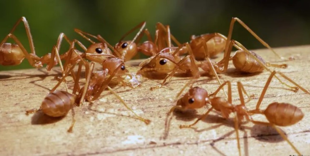 Las especies invasoras avanzan con la globalización y el calentamiento global