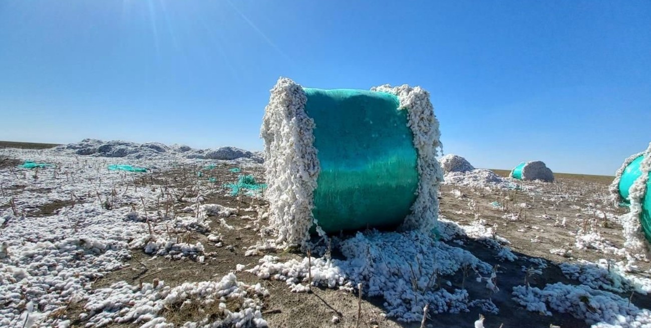 La cosecha algodonera saltó más de un 70% en Santa Fe