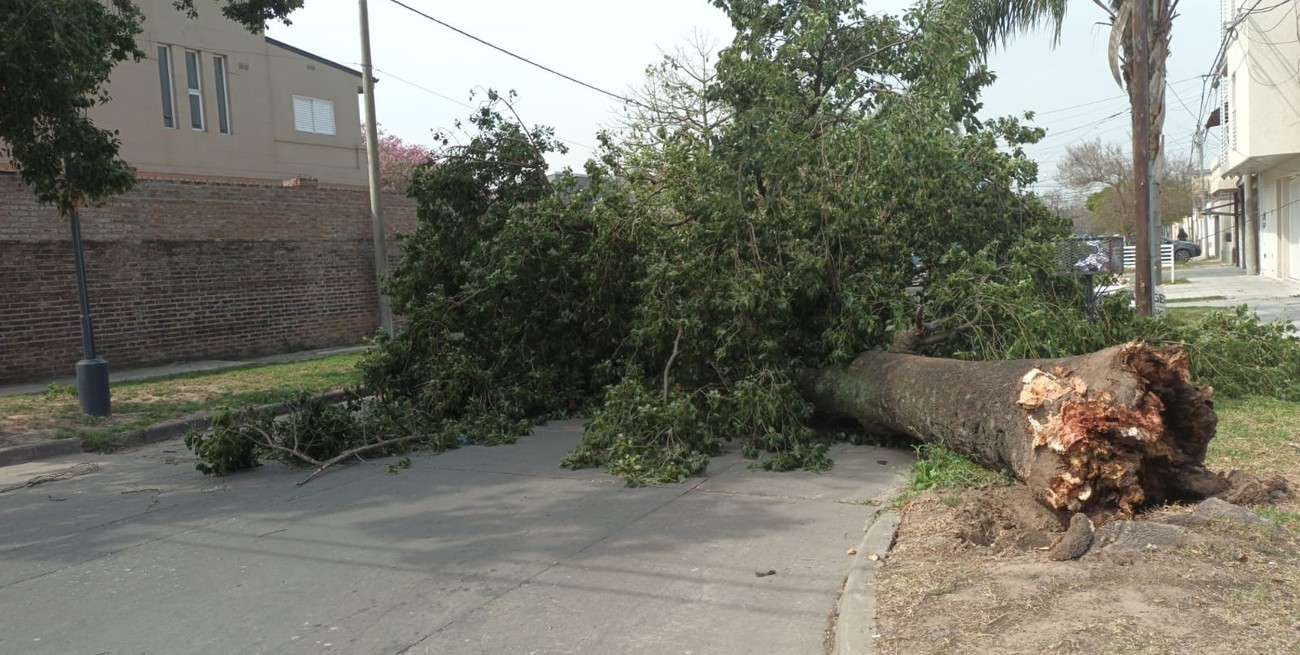 Por el viento, cayó un gran árbol en la zona de República de Siria y Hernandarias