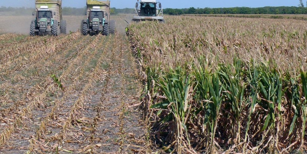 Fin del calvario del maíz en el centro norte santafesino con un 40% menos de granos