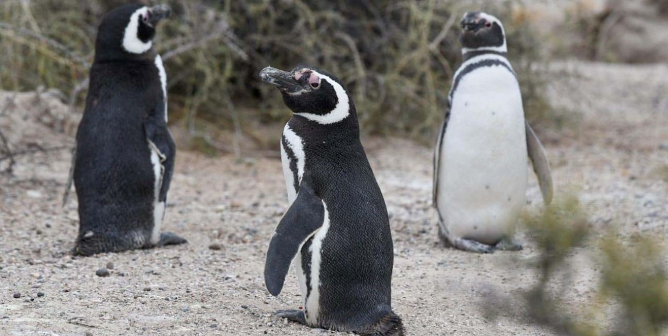 Chubut: pese al alerta por gripe aviar, se habilita la temporada de pingüinos 