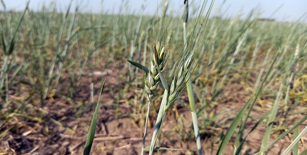 Se redujo un 4% la estimación de producción de trigo