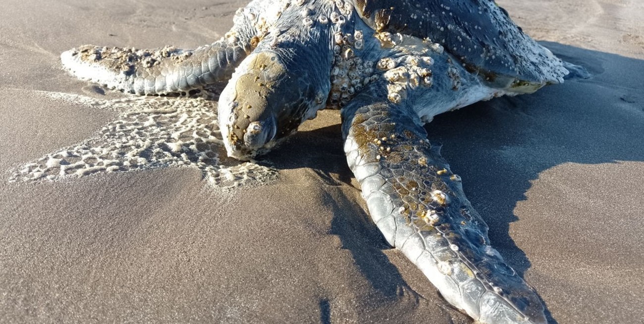 Video: una tortuga verde fue rehabilitada de un grave cuadro de hipotermia y pudo volver al mar