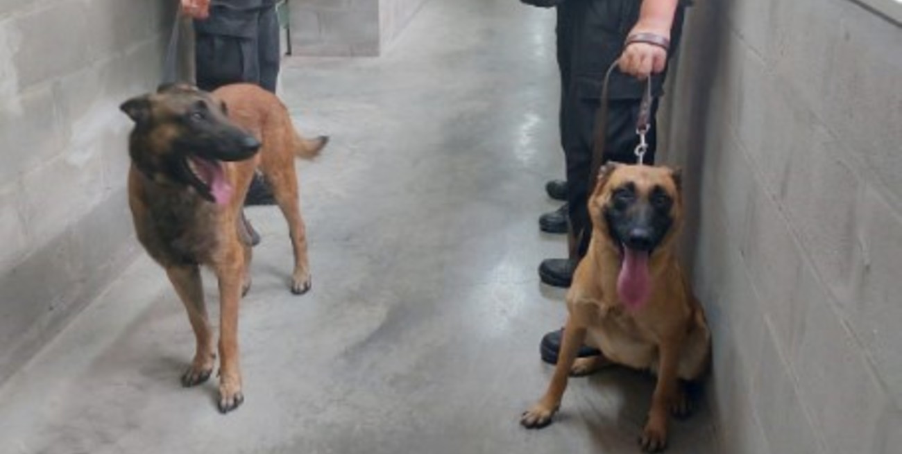 Habrá más perros para rastrear cannabis, pólvora y celulares en las cárceles santafesinas