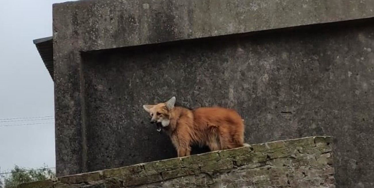 Rescataron un Aguará Guazú en los techos de una casa de Recreo