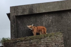 El animal deambulaba por arriba del techo de una vivienda cuando fue auxiliado por los uniformados. Crédito: Prensa GNA