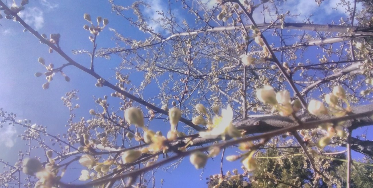 Las señales de las flores