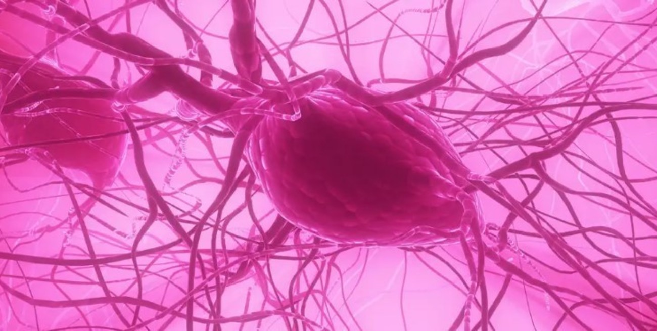 Revelan que las células humanas responden a "extraños patrones matemáticos"