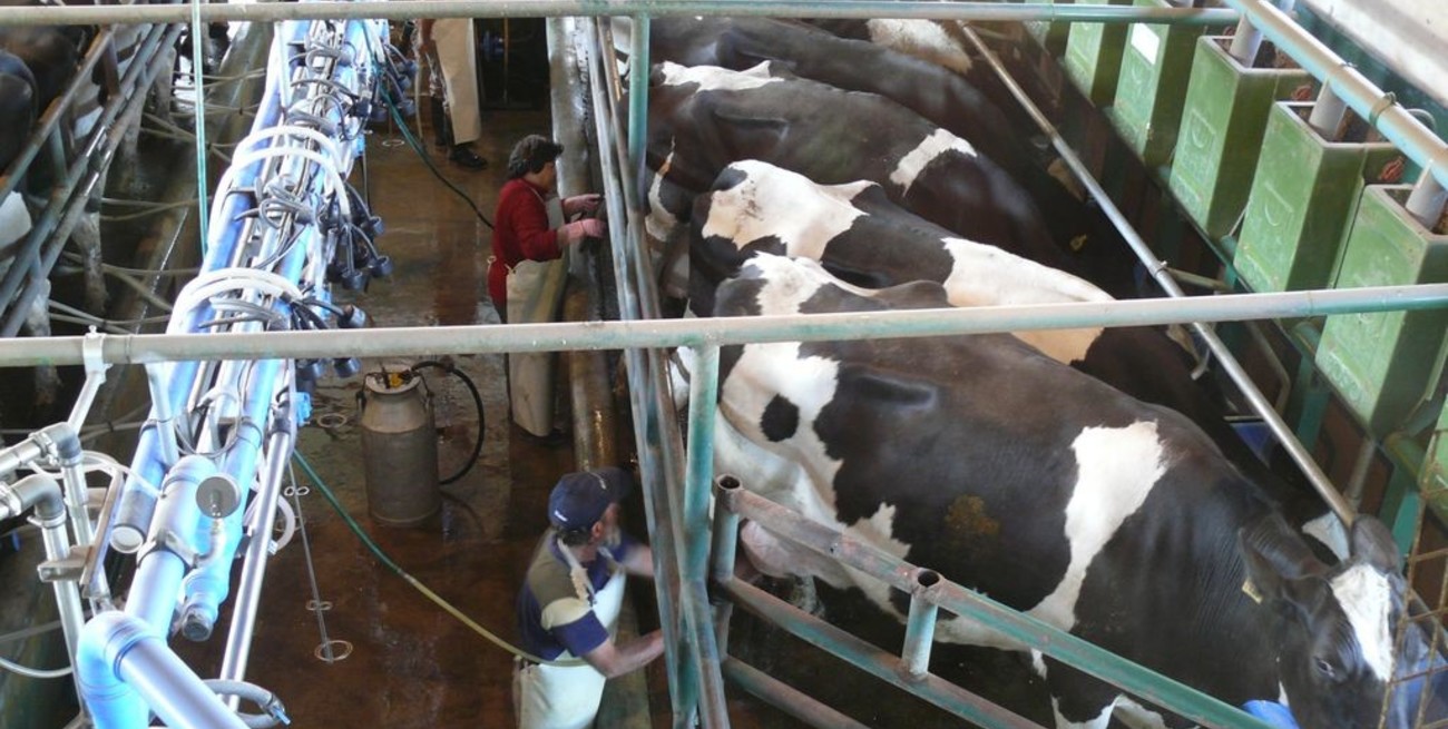 Lechería: sin pagar retenciones, ¿cuánto más cobrará el tambero?