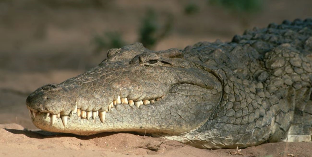 Hallaron un cocodrilo con restos humanos en la boca en Florida