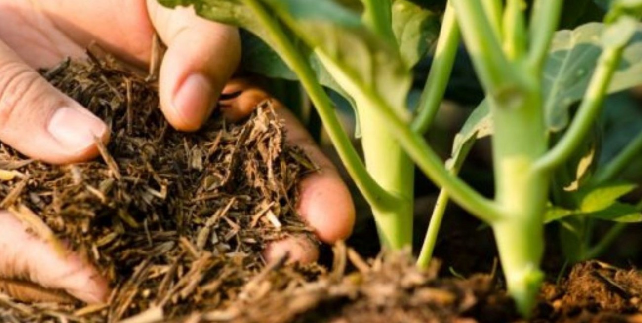 Fertilizantes clave para una huerta abundante